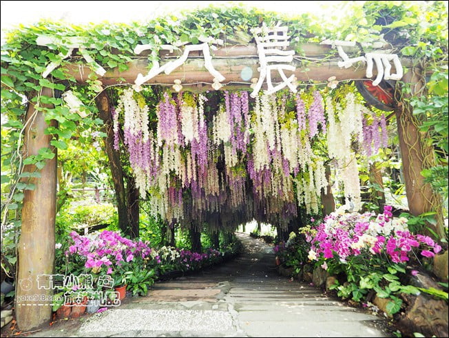 台南景點》大坑休閒農場.美拍打卡點~紫花隧道造景,還有好吃的烤雞餐 @青青小熊*旅遊札記 台南景點》大坑休閒農場.美拍打卡點~紫花隧道造景,還有好吃的烤雞餐 @青青小熊*旅遊札記