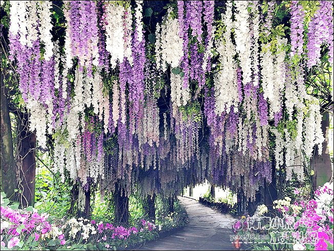 台南景點》大坑休閒農場．美拍打卡點~紫花隧道造景，還有好吃的烤雞餐 @青青小熊＊旅遊札記