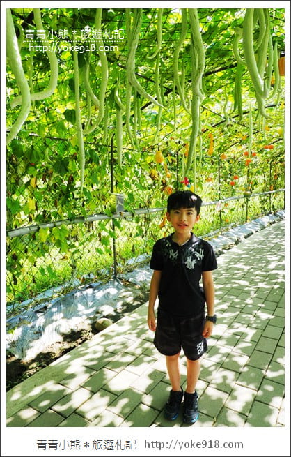 苗栗造橋景點》南瓜隧道登場.美麗的造橋南瓜節~一起漫步湖畔 @青青小熊*旅遊札記 苗栗造橋景點》南瓜隧道登場.美麗的造橋南瓜節~一起漫步湖畔 @青青小熊*旅遊札記