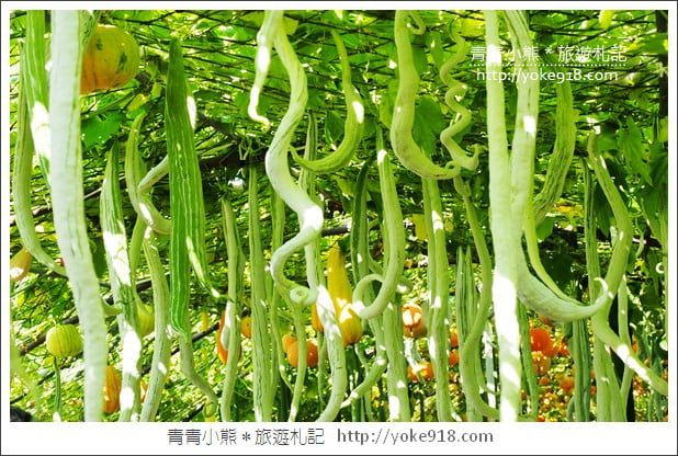 苗栗造橋景點》南瓜隧道登場.美麗的造橋南瓜節~一起漫步湖畔 @青青小熊*旅遊札記 苗栗造橋景點》南瓜隧道登場.美麗的造橋南瓜節~一起漫步湖畔 @青青小熊*旅遊札記
