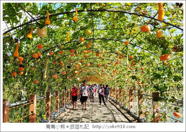 苗栗造橋景點》南瓜隧道登場．美麗的造橋南瓜節~一起漫步湖畔 @青青小熊＊旅遊札記