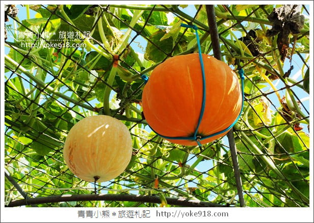 苗栗造橋景點》南瓜隧道登場.美麗的造橋南瓜節~一起漫步湖畔 @青青小熊*旅遊札記 苗栗造橋景點》南瓜隧道登場.美麗的造橋南瓜節~一起漫步湖畔 @青青小熊*旅遊札記
