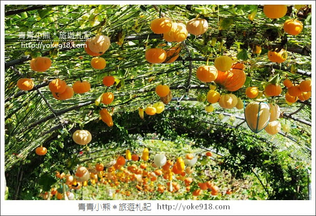 苗栗造橋景點》南瓜隧道登場.美麗的造橋南瓜節~一起漫步湖畔 @青青小熊*旅遊札記 苗栗造橋景點》南瓜隧道登場.美麗的造橋南瓜節~一起漫步湖畔 @青青小熊*旅遊札記