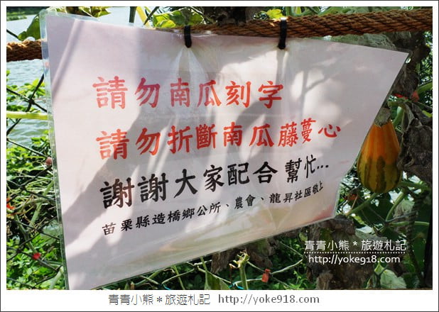 苗栗造橋景點》南瓜隧道登場．美麗的造橋南瓜節~一起漫步湖畔 @青青小熊＊旅遊札記