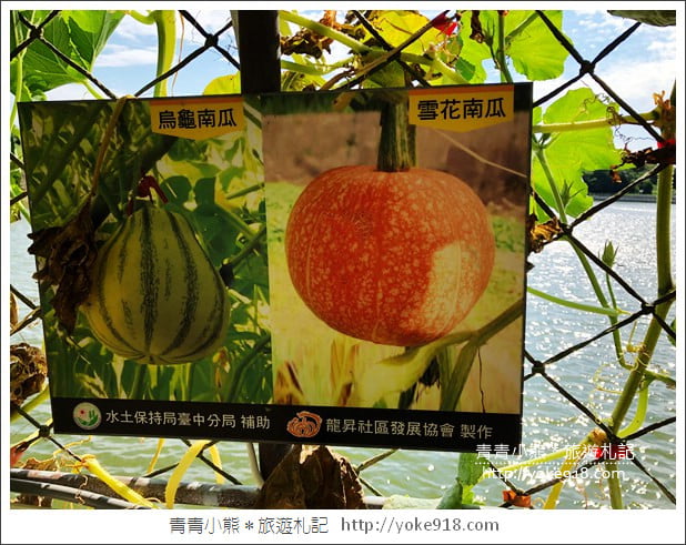苗栗造橋景點》南瓜隧道登場.美麗的造橋南瓜節~一起漫步湖畔 @青青小熊*旅遊札記 苗栗造橋景點》南瓜隧道登場.美麗的造橋南瓜節~一起漫步湖畔 @青青小熊*旅遊札記