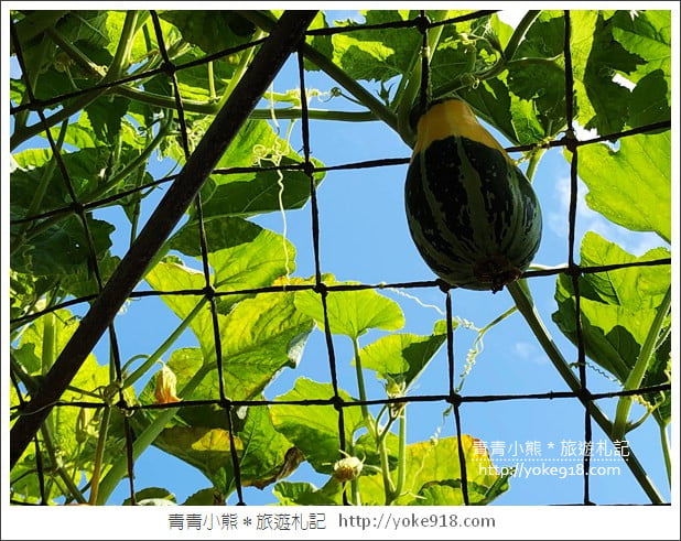 苗栗造橋景點》南瓜隧道登場.美麗的造橋南瓜節~一起漫步湖畔 @青青小熊*旅遊札記 苗栗造橋景點》南瓜隧道登場.美麗的造橋南瓜節~一起漫步湖畔 @青青小熊*旅遊札記