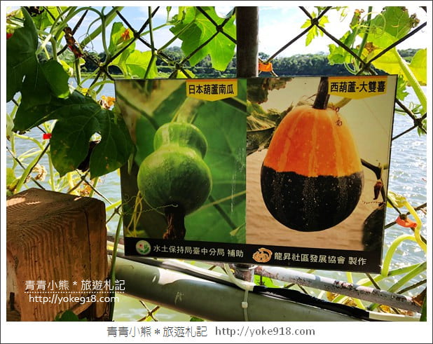 苗栗造橋景點》南瓜隧道登場．美麗的造橋南瓜節~一起漫步湖畔 @青青小熊＊旅遊札記