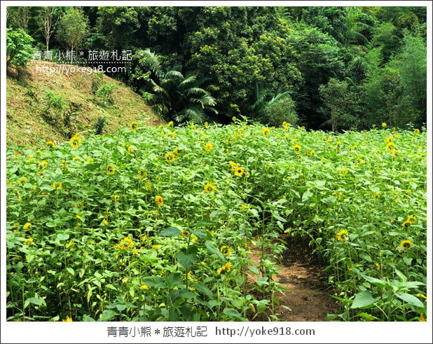 苗栗景點》哈比丘．來去山中尋找魔戒哈比屋~苗栗銅鑼新景點 @青青小熊＊旅遊札記
