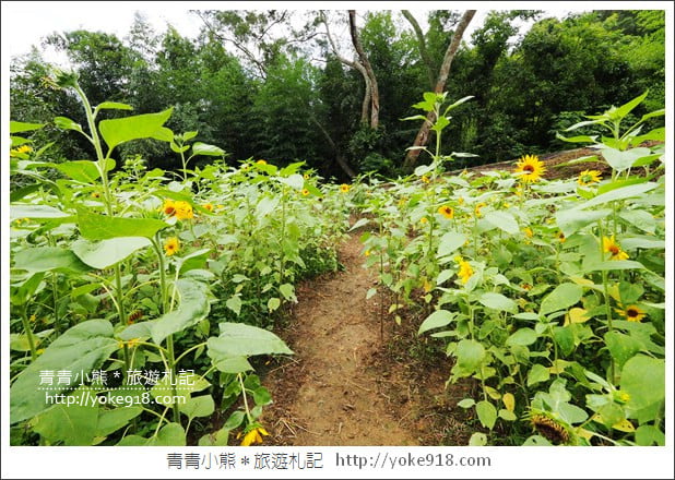 苗栗景點》哈比丘.來去山中尋找魔戒哈比屋~苗栗銅鑼新景點 @青青小熊*旅遊札記 苗栗景點》哈比丘.來去山中尋找魔戒哈比屋~苗栗銅鑼新景點 @青青小熊*旅遊札記