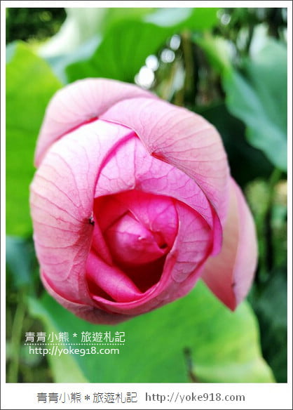 桃園景點》觀音蓮荷園．走入世外桃花源，還可乘坐大王蓮 @青青小熊＊旅遊札記
