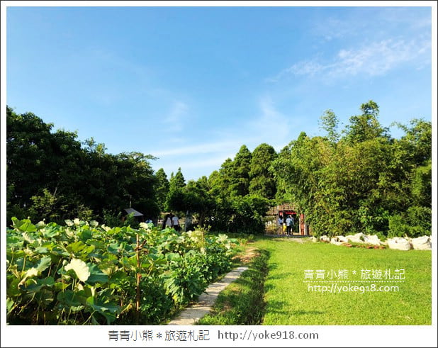 桃園景點》觀音蓮荷園.走入世外桃花源,還可乘坐大王蓮 @青青小熊*旅遊札記 桃園景點》觀音蓮荷園.走入世外桃花源,還可乘坐大王蓮 @青青小熊*旅遊札記