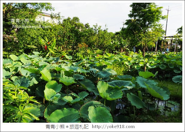 桃園景點》觀音蓮荷園.走入世外桃花源,還可乘坐大王蓮 @青青小熊*旅遊札記 桃園景點》觀音蓮荷園.走入世外桃花源,還可乘坐大王蓮 @青青小熊*旅遊札記