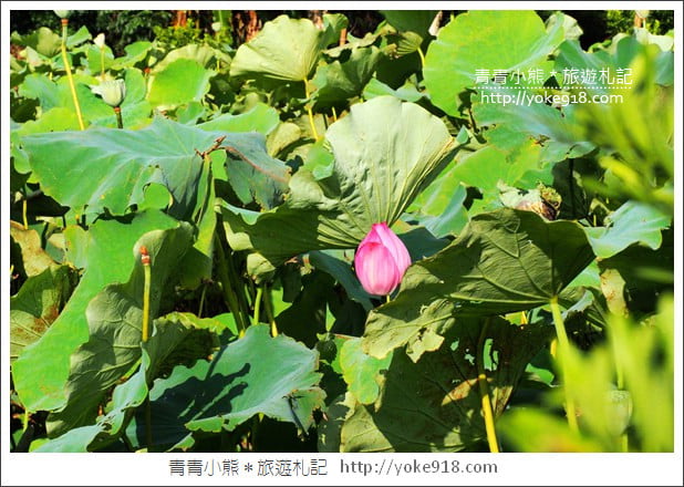 桃園景點》觀音蓮荷園．走入世外桃花源，還可乘坐大王蓮 @青青小熊＊旅遊札記