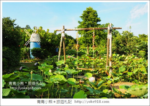 桃園景點》觀音蓮荷園.走入世外桃花源,還可乘坐大王蓮 @青青小熊*旅遊札記 桃園景點》觀音蓮荷園.走入世外桃花源,還可乘坐大王蓮 @青青小熊*旅遊札記