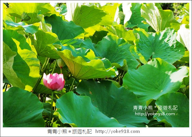 桃園景點》觀音蓮荷園.走入世外桃花源,還可乘坐大王蓮 @青青小熊*旅遊札記 桃園景點》觀音蓮荷園.走入世外桃花源,還可乘坐大王蓮 @青青小熊*旅遊札記