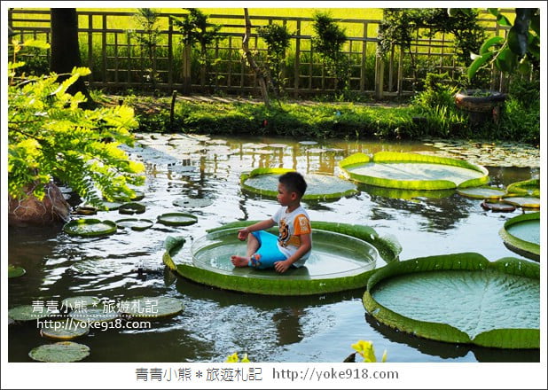 桃園景點》觀音蓮荷園.走入世外桃花源,還可乘坐大王蓮 @青青小熊*旅遊札記 桃園景點》觀音蓮荷園.走入世外桃花源,還可乘坐大王蓮 @青青小熊*旅遊札記