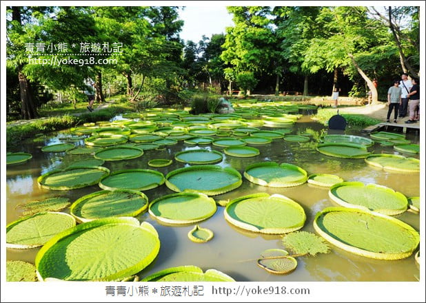 桃園景點》觀音蓮荷園.走入世外桃花源,還可乘坐大王蓮 @青青小熊*旅遊札記 桃園景點》觀音蓮荷園.走入世外桃花源,還可乘坐大王蓮 @青青小熊*旅遊札記