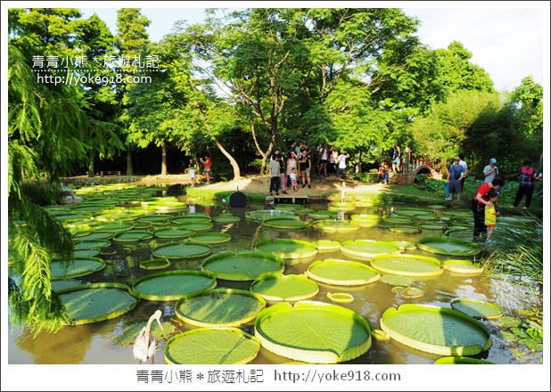 桃園景點》觀音蓮荷園．走入世外桃花源，還可乘坐大王蓮 @青青小熊＊旅遊札記