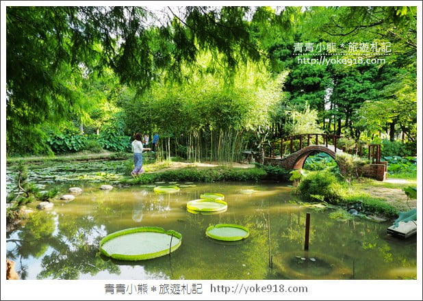 桃園景點》觀音蓮荷園.走入世外桃花源,還可乘坐大王蓮 @青青小熊*旅遊札記 桃園景點》觀音蓮荷園.走入世外桃花源,還可乘坐大王蓮 @青青小熊*旅遊札記