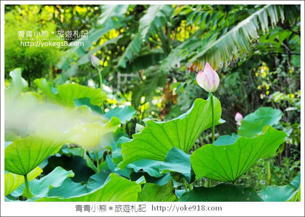 桃園景點》觀音蓮荷園．走入世外桃花源，還可乘坐大王蓮 @青青小熊＊旅遊札記
