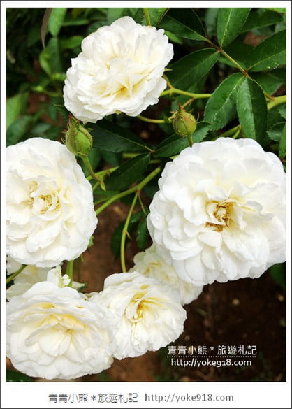 桃園新景點》玫瑰山谷.滿滿玫瑰花的花園~就像走入童話般的夢幻 @青青小熊*旅遊札記 桃園新景點》玫瑰山谷.滿滿玫瑰花的花園~就像走入童話般的夢幻 @青青小熊*旅遊札記