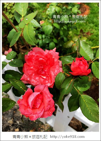 桃園新景點》玫瑰山谷．滿滿玫瑰花的花園~就像走入童話般的夢幻 @青青小熊＊旅遊札記