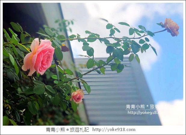 桃園新景點》玫瑰山谷.滿滿玫瑰花的花園~就像走入童話般的夢幻 @青青小熊*旅遊札記 桃園新景點》玫瑰山谷.滿滿玫瑰花的花園~就像走入童話般的夢幻 @青青小熊*旅遊札記