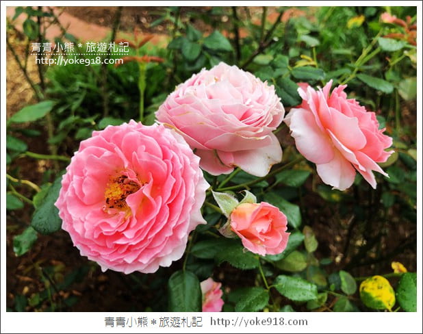 桃園新景點》玫瑰山谷．滿滿玫瑰花的花園~就像走入童話般的夢幻 @青青小熊＊旅遊札記