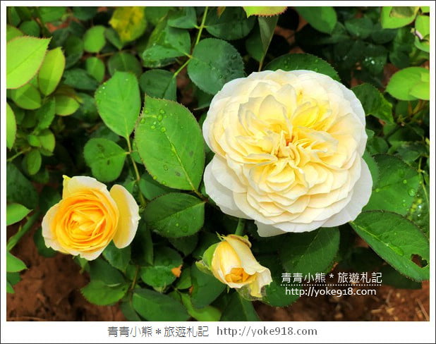 桃園新景點》玫瑰山谷.滿滿玫瑰花的花園~就像走入童話般的夢幻 @青青小熊*旅遊札記 桃園新景點》玫瑰山谷.滿滿玫瑰花的花園~就像走入童話般的夢幻 @青青小熊*旅遊札記
