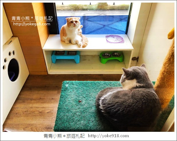 桃園景點》貓森咖啡．七隻萌貓店長出沒超療癒~找貓咪喝咖啡 @青青小熊＊旅遊札記