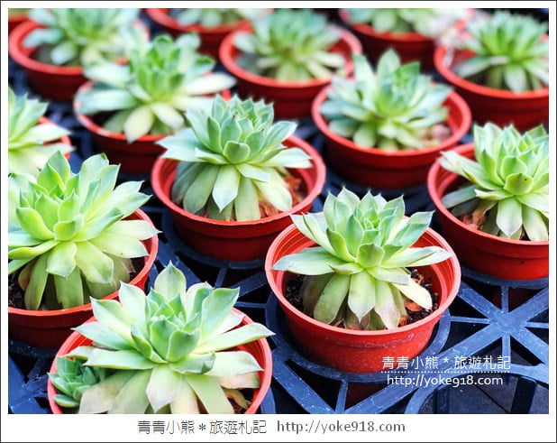 桃園景點》貓森咖啡.七隻萌貓店長出沒超療癒~找貓咪喝咖啡 @青青小熊*旅遊札記 桃園景點》貓森咖啡.七隻萌貓店長出沒超療癒~找貓咪喝咖啡 @青青小熊*旅遊札記