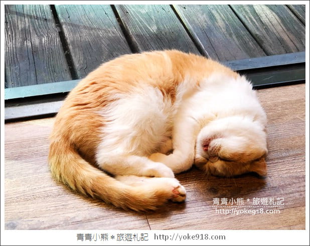 桃園景點》貓森咖啡.七隻萌貓店長出沒超療癒~找貓咪喝咖啡 @青青小熊*旅遊札記 桃園景點》貓森咖啡.七隻萌貓店長出沒超療癒~找貓咪喝咖啡 @青青小熊*旅遊札記
