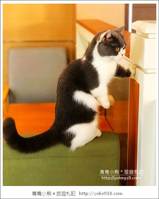 桃園景點》貓森咖啡.七隻萌貓店長出沒超療癒~找貓咪喝咖啡 @青青小熊*旅遊札記 桃園景點》貓森咖啡.七隻萌貓店長出沒超療癒~找貓咪喝咖啡 @青青小熊*旅遊札記