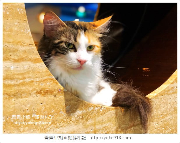 桃園景點》貓森咖啡.七隻萌貓店長出沒超療癒~找貓咪喝咖啡 @青青小熊*旅遊札記 桃園景點》貓森咖啡.七隻萌貓店長出沒超療癒~找貓咪喝咖啡 @青青小熊*旅遊札記