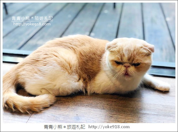 桃園景點》貓森咖啡.七隻萌貓店長出沒超療癒~找貓咪喝咖啡 @青青小熊*旅遊札記 桃園景點》貓森咖啡.七隻萌貓店長出沒超療癒~找貓咪喝咖啡 @青青小熊*旅遊札記