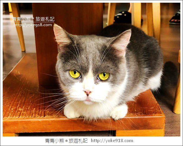 桃園景點》貓森咖啡.七隻萌貓店長出沒超療癒~找貓咪喝咖啡 @青青小熊*旅遊札記 桃園景點》貓森咖啡.七隻萌貓店長出沒超療癒~找貓咪喝咖啡 @青青小熊*旅遊札記