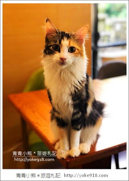 桃園景點》貓森咖啡．七隻萌貓店長出沒超療癒~找貓咪喝咖啡 @青青小熊＊旅遊札記