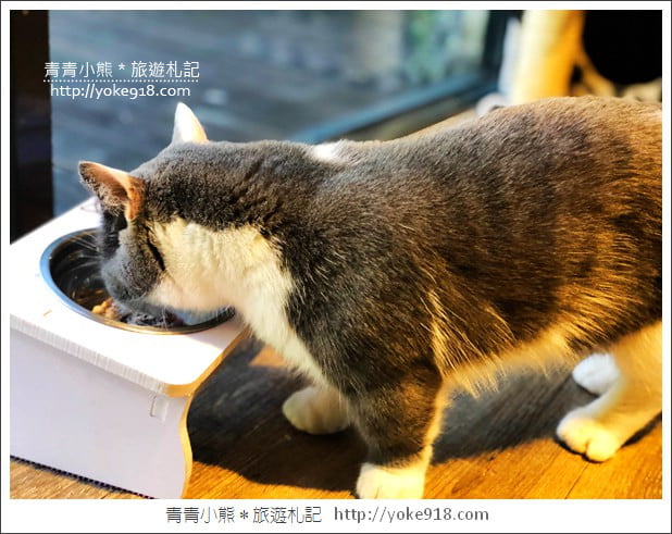 桃園景點》貓森咖啡.七隻萌貓店長出沒超療癒~找貓咪喝咖啡 @青青小熊*旅遊札記 桃園景點》貓森咖啡.七隻萌貓店長出沒超療癒~找貓咪喝咖啡 @青青小熊*旅遊札記