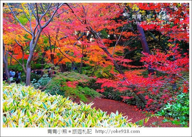 東京賞楓景點》六義園.東京賞楓名所~夜間點燈更夢幻 @青青小熊*旅遊札記 東京賞楓景點》六義園.東京賞楓名所~夜間點燈更夢幻 @青青小熊*旅遊札記