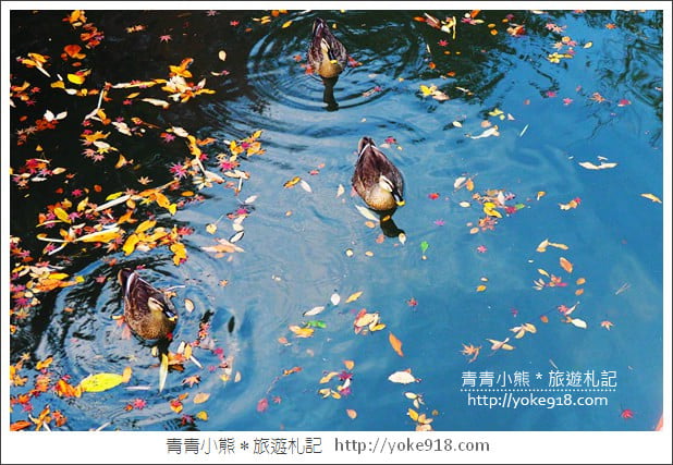 東京賞楓景點》六義園.東京賞楓名所~夜間點燈更夢幻 @青青小熊*旅遊札記 東京賞楓景點》六義園.東京賞楓名所~夜間點燈更夢幻 @青青小熊*旅遊札記