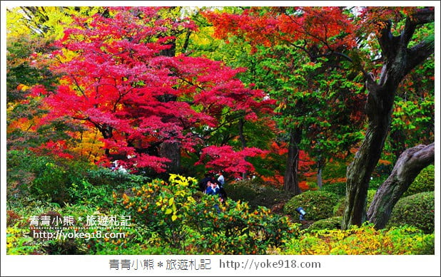 東京賞楓景點》六義園.東京賞楓名所~夜間點燈更夢幻 @青青小熊*旅遊札記 東京賞楓景點》六義園.東京賞楓名所~夜間點燈更夢幻 @青青小熊*旅遊札記
