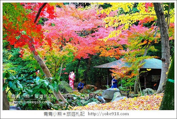 東京賞楓景點》六義園．東京賞楓名所~夜間點燈更夢幻 @青青小熊＊旅遊札記