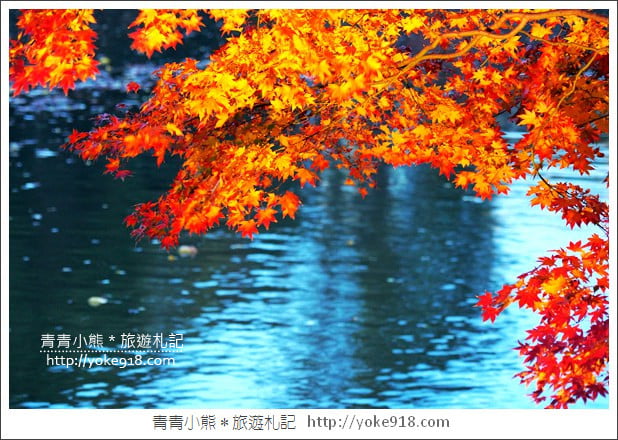 東京賞楓景點》六義園.東京賞楓名所~夜間點燈更夢幻 @青青小熊*旅遊札記 東京賞楓景點》六義園.東京賞楓名所~夜間點燈更夢幻 @青青小熊*旅遊札記