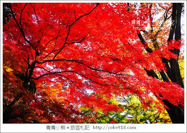 東京景點》小石川後樂園.東京都內秋天賞楓必去景點~漫步桃花源 @青青小熊*旅遊札記 東京景點》小石川後樂園.東京都內秋天賞楓必去景點~漫步桃花源 @青青小熊*旅遊札記