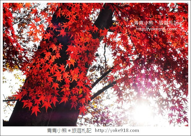 東京景點》小石川後樂園.東京都內秋天賞楓必去景點~漫步桃花源 @青青小熊*旅遊札記 東京景點》小石川後樂園.東京都內秋天賞楓必去景點~漫步桃花源 @青青小熊*旅遊札記