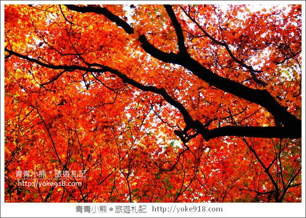 東京景點》小石川後樂園.東京都內秋天賞楓必去景點~漫步桃花源 @青青小熊*旅遊札記 東京景點》小石川後樂園.東京都內秋天賞楓必去景點~漫步桃花源 @青青小熊*旅遊札記