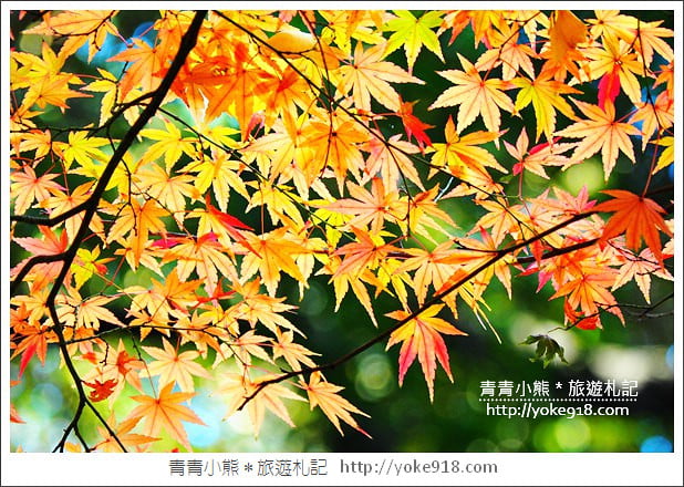 東京景點》小石川後樂園.東京都內秋天賞楓必去景點~漫步桃花源 @青青小熊*旅遊札記 東京景點》小石川後樂園.東京都內秋天賞楓必去景點~漫步桃花源 @青青小熊*旅遊札記