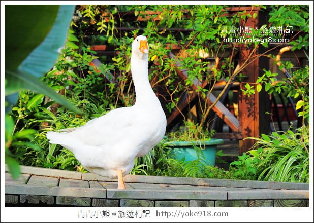 苗栗景點》湖畔花時間.一年四季都美麗~可以恣意泡湯,住宿用餐的溫泉景點 @青青小熊*旅遊札記 苗栗景點》湖畔花時間.一年四季都美麗~可以恣意泡湯,住宿用餐的溫泉景點 @青青小熊*旅遊札記