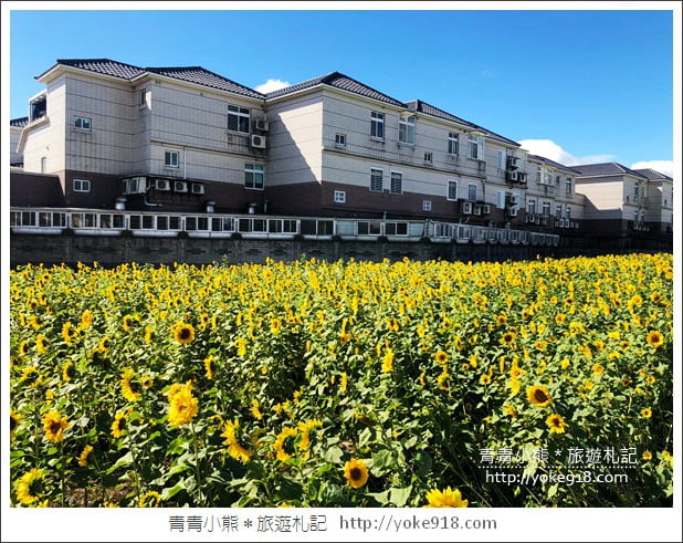 桃園景點》桃園平鎮花彩節隱身花海的摩艾像.花現平鎮幸福農來 @青青小熊*旅遊札記 桃園景點》桃園平鎮花彩節隱身花海的摩艾像.花現平鎮幸福農來 @青青小熊*旅遊札記