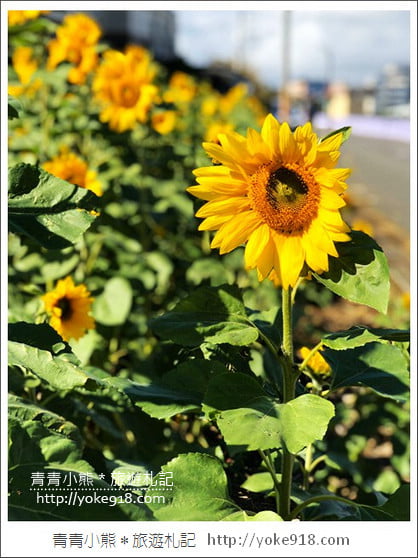 桃園景點》桃園平鎮花彩節隱身花海的摩艾像.花現平鎮幸福農來 @青青小熊*旅遊札記 桃園景點》桃園平鎮花彩節隱身花海的摩艾像.花現平鎮幸福農來 @青青小熊*旅遊札記
